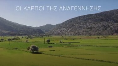 Καρποί Αναγέννησης, Metaxas