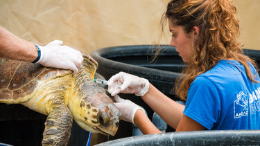 θαλάσσια χελώνα