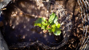 δεντροφύτευση