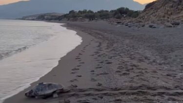 Χελώνες, Κομμός