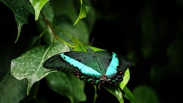 Φυτό, έντομο