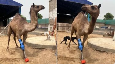 Καμήλα τεχνητό μέλος