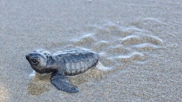 χελώνα Καρέτα Καρέτα