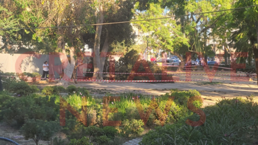 Πάρκο Γεωργιάδη, Δέντρο