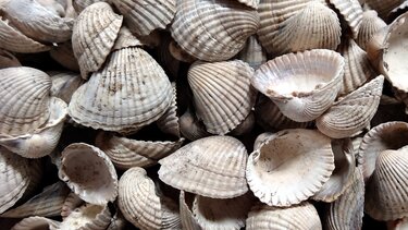 Μακρύγυαλος Πιερίας