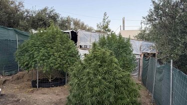 δενδρύλλια κάνναβης θερμοκήπια