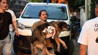 Διασωση ζώων