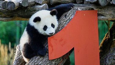panda