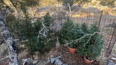 Χασισοφυτεία Μυλοπόταμος