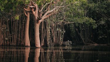 Αμαζόνιος, Δάσος