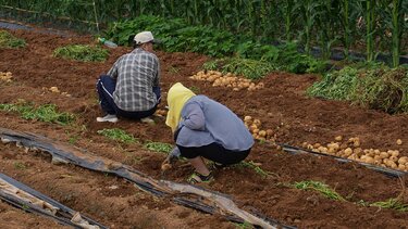 εργατικά χέρια