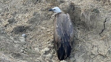 γυπας-ανιμα-οροπεδιο