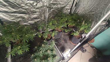 Κάνναβη Ηράκλειο καλλιέργεια