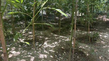 Χασισοφυτεία, Δήμος Φαιστού