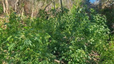 Φυτεία, Πλατανιάς