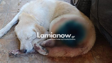 Αποτρόπαιο σκηνικό στα Καμένα Βούρλα: Πυροβόλησαν σκύλο με δεκάδες σκάγια! (photo)