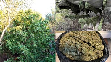 Κάνναβη Μαλεβίζι Αποξήρανση