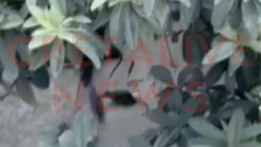 Ποντίκια, Κέντρο Ηρακλείου 