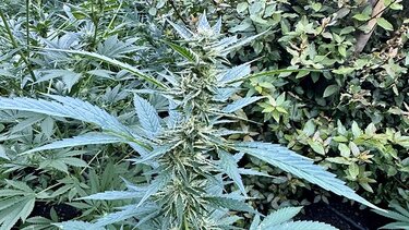 Χασίς, Ρέθυμνο