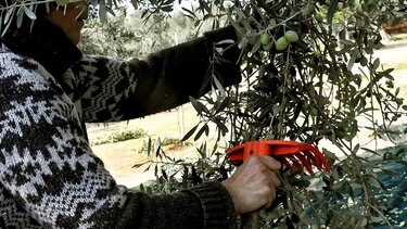 Ελιές, Συγκομιδή