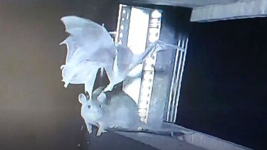 ποντικι-νυχτερίδα