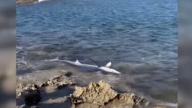 Καρχαριοειδές