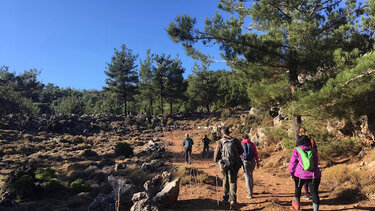 Ορειβατικός Σύλλογος Αγίου Νικολάου, Δάσος Κρούστα