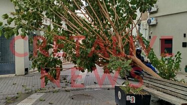 Πτώση Δέντρου, Οδός Μαστραχά