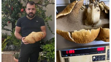 Μανιτάρι γίγας στην Αγία Βαρβάρα!