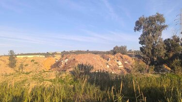 Μπάζα Φοινικιά Ηράκλειο