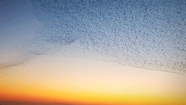 Ουρανός - Πουλιά