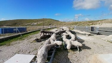  Απολιθωμένο Δάσος Λέσβου