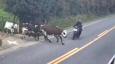 Σοκαριστική σύγκρουση αγελάδας με μοτοσικλετιστή 
