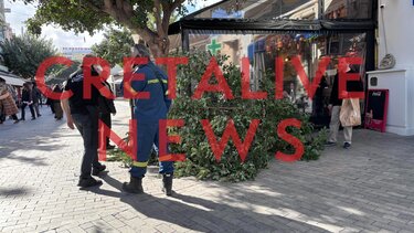 Δέντρο λοτζια