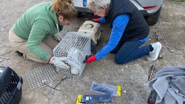 Έργο Μαζικής Στείρωσης Αδέσποτων