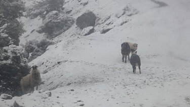 Βιάννος, Χιόνια