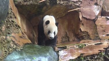 Ιστορική γέννηση γιγάντιου πάντα στην Ινδονησία – Ορόσημο στην προσπάθεια διατήρησης απειλούμενων ειδών