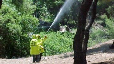 Ηράκλειο: Ολοκληρώθηκαν οι ψεκασμοί για δακοκτονία