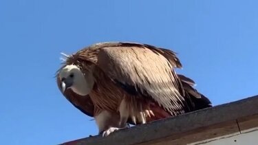 Ένας ακόμα γυπαετός σε κίνδυνο