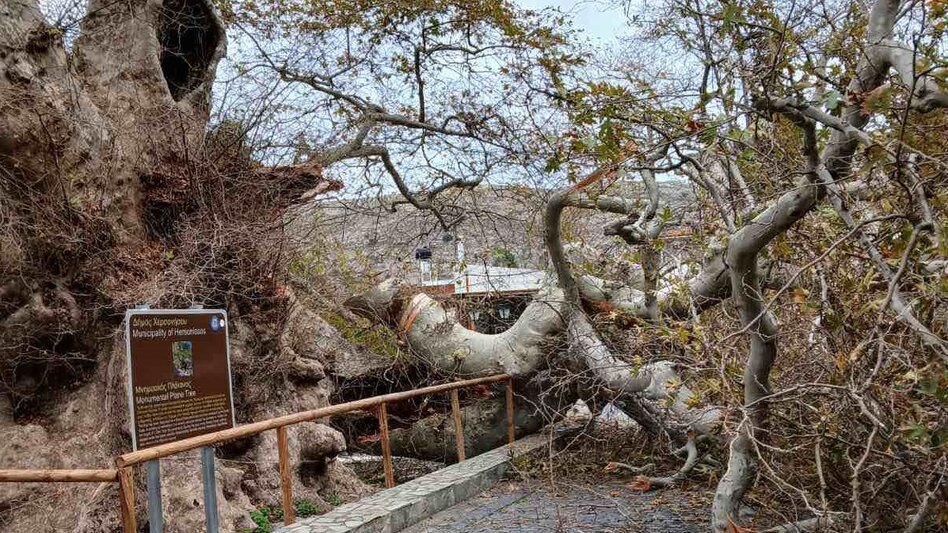 Πλάτανος στο Κράσι: Κλειστή πλατεία, κλειστά μαγαζιά και άμεσα μέτρα για το ιστορικό δέντρο