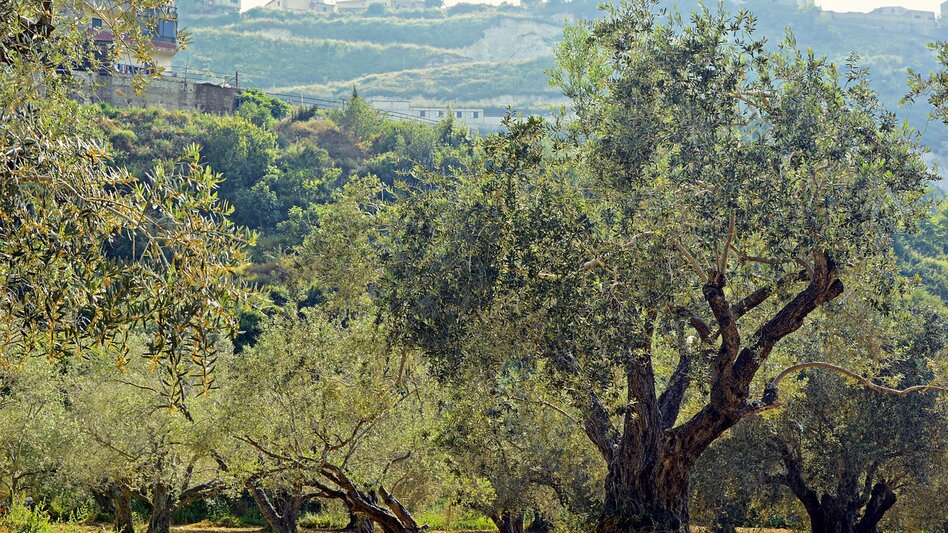 Ανησυχία για το ύψος της παραγωγής ελαιόλαδου στην Κρήτη - Δεδομένη η ζημιά από την ανομβρία