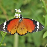 Οι πεταλούδες της Κρήτης συστήνονται στο κοινό!