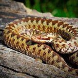 Μάθημα 1ο: Μένουμε μακριά από τα φίδια και, μάθημα 2ο: αν μας δαγκώσουν τρέχουμε στο νοσοκομείο!