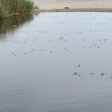 Τελικά, τι... σκοτώνει τα ψάρια στον Αποσελέμη; Δείτε βίντεο και φωτογραφίες!