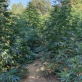 Ρέθυμνο: Βρήκαν μεγάλη χασισοφυτεία, δύο συλλήψεις Κρητικών