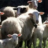 Ευλογιά προβάτων: Στη ζώνη των 10χλμ ο έλεγχος στα ζώα