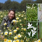 Κρήτη: Οι επιστήμονες ανακάλυψαν ένα νέο είδος φυτού στην Άγρια Γραμβούσα!