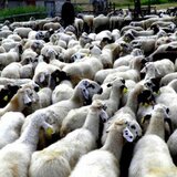 Καμία αλλαγή στις ενισχύσεις ζωοτροφών για τους Κρητικούς κτηνοτρόφους - Παραμένουν στα χαμηλά