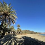 Αναγεννάται το φοινικόδασος του Βάι