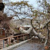 Έπεσε τμήμα του ιστορικού πλάτανου στο Κράσι - Δείτε φωτογραφίες